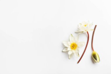 Beyaz arka planda güzel nilüfer çiçekleri