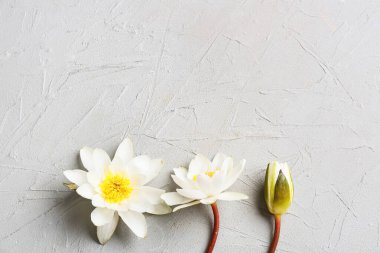 Gri arkaplanda güzel nilüfer çiçekleri, yakın plan