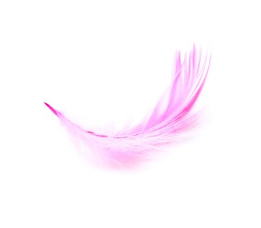 Beautiful pink feather on white background