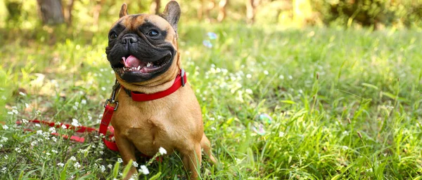 Cute French Bulldog Green Park — Stock Photo, Image