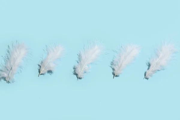 Beautiful Feathers Blue Background — Stock Photo, Image