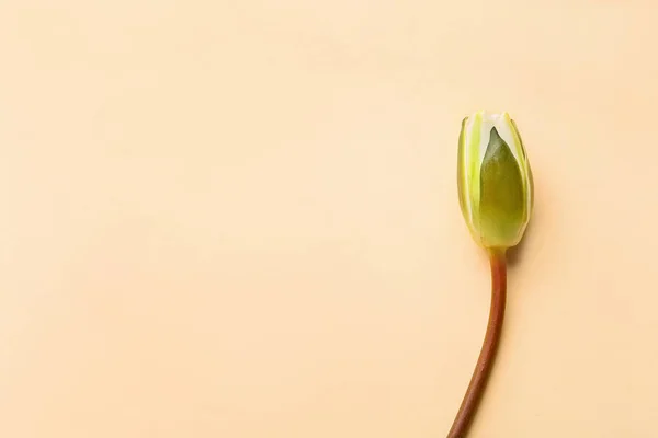 Lotus Flower Bud Color Background — Stock Photo, Image