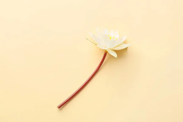 Gyönyörű Lótuszvirág Színes Háttér — Stock Fotó