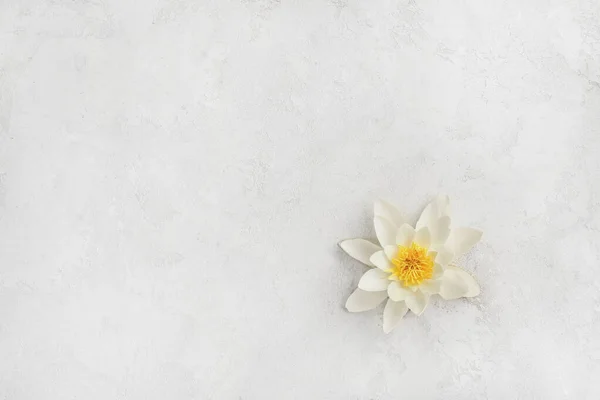 Beautiful Lotus Flower Light Background — Stock Photo, Image