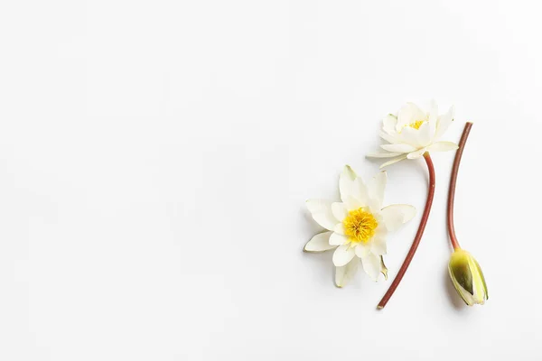 Gyönyörű Lótuszvirág Fehér Háttér — Stock Fotó