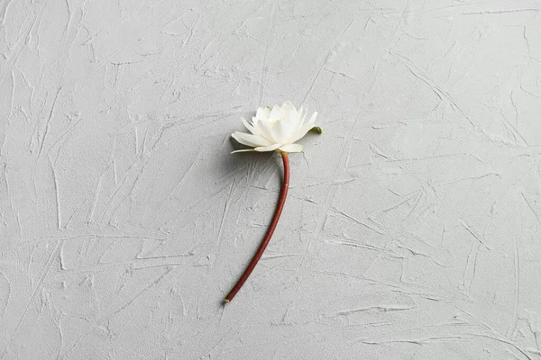 Belle Fleur Lotus Sur Fond Gris — Photo