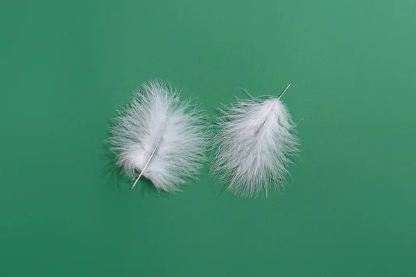 White Feathers Green Background — Stock Photo, Image