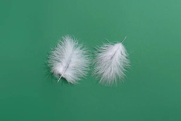 Plumes Blanches Sur Fond Vert — Photo