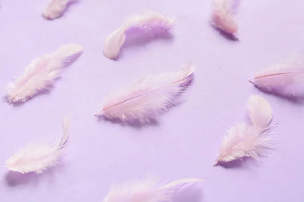 Beautiful Feathers Lilac Background — Stock Photo, Image