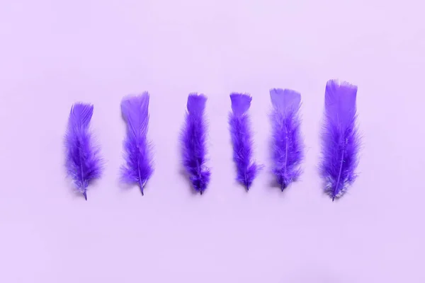 色の背景に美しい紫色の羽 — ストック写真