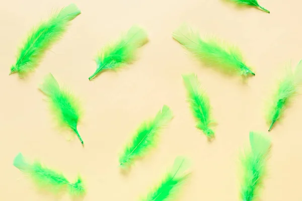 Krásné Zelené Peří Barevném Pozadí — Stock fotografie