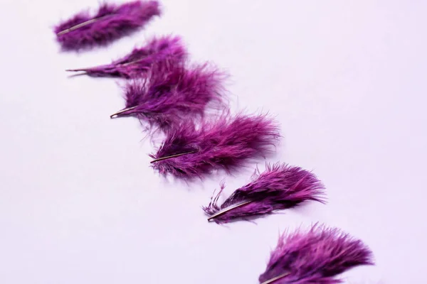 Hermosas Plumas Púrpuras Sobre Fondo Color —  Fotos de Stock
