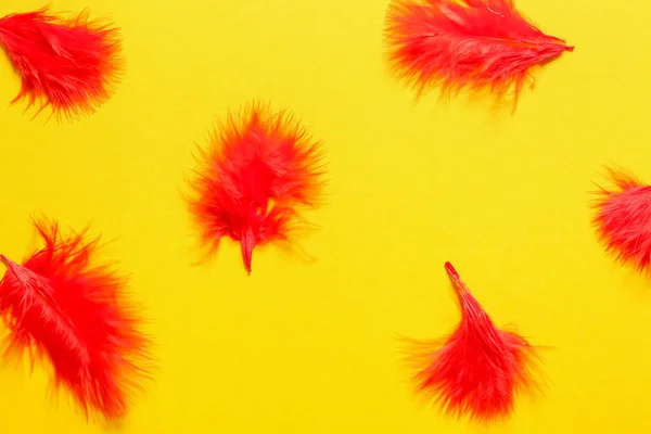 Hermosas Plumas Rojas Sobre Fondo Color —  Fotos de Stock
