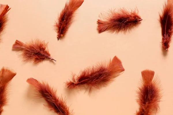 Beautiful Brown Feathers Color Background — Stock Photo, Image