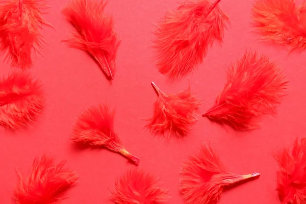 Hermosas Plumas Rojas Sobre Fondo Color —  Fotos de Stock