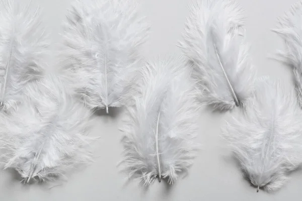 Beautiful Feathers Light Background — Stock Photo, Image