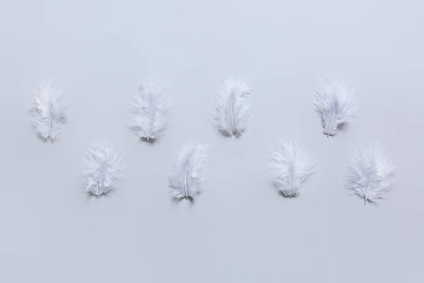 Beautiful Feathers Light Background — Stock Photo, Image