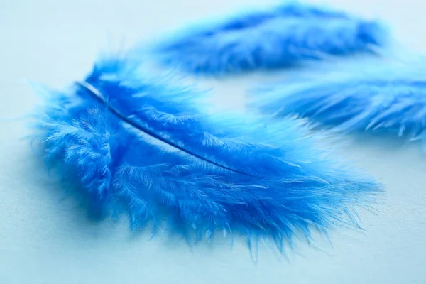 Beautiful blue feathers on color background