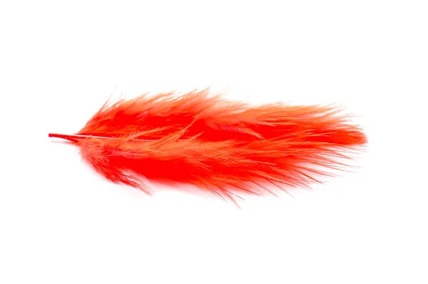 Beautiful Red Feather White Background — ストック写真
