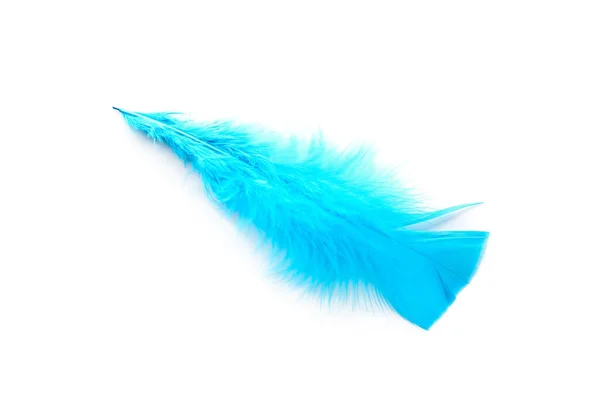 Beautiful Blue Feather White Background — Stock Photo, Image