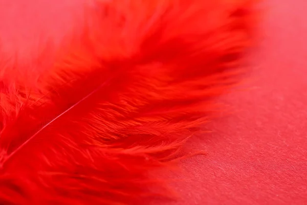 Красиве Червоне Перо Кольоровому Фоні — стокове фото