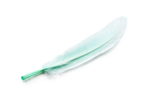 Beautiful Green Feather White Background — Stock Photo, Image