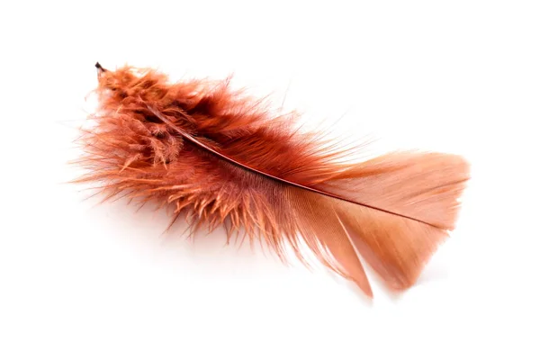 Beautiful Brown Feather White Background — Stock Photo, Image