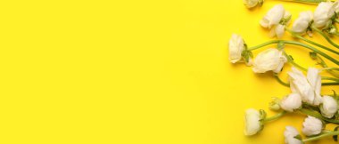 Sarı zemin üzerinde birçok güzel ranunculus çiçekleri metin ve üst görünüm için boşluk ile