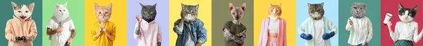 Uppsättning Söta Katter Med Människokroppar Färgglada Bakgrund — Stockfoto