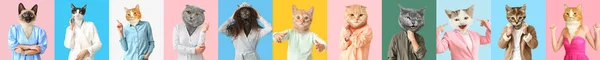 Set Cute Cats Human Bodies Colorful Background — Stock Photo, Image