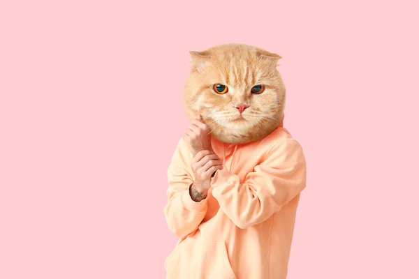 Rolig Skotsk Vik Katt Med Människokroppen Rosa Bakgrund — Stockfoto