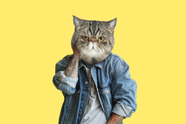 Экзотическая короткошерстная кошка с татуированным человеческим телом на желтом фоне