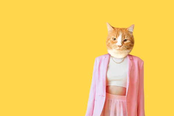 Gato Moda Com Corpo Humano Fundo Amarelo — Fotografia de Stock