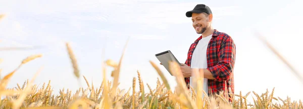 Mannelijke Boer Met Tablet Computer Het Veld Zonnige Dag — Stockfoto