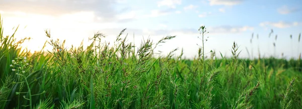 Fresh Green Grass Field Banner Design — Stock Photo, Image