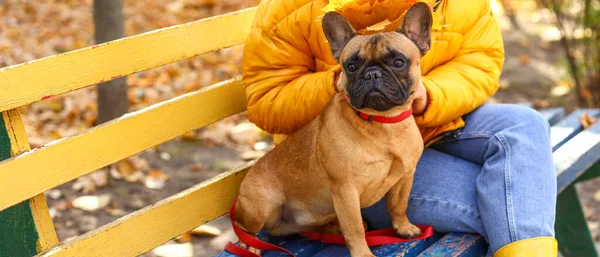 Young Woman Cute French Bulldog Sitting Bench Autumn Park — Stock Photo, Image