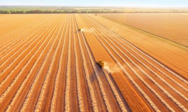 Buğday alanında hasat toplama kombaynları