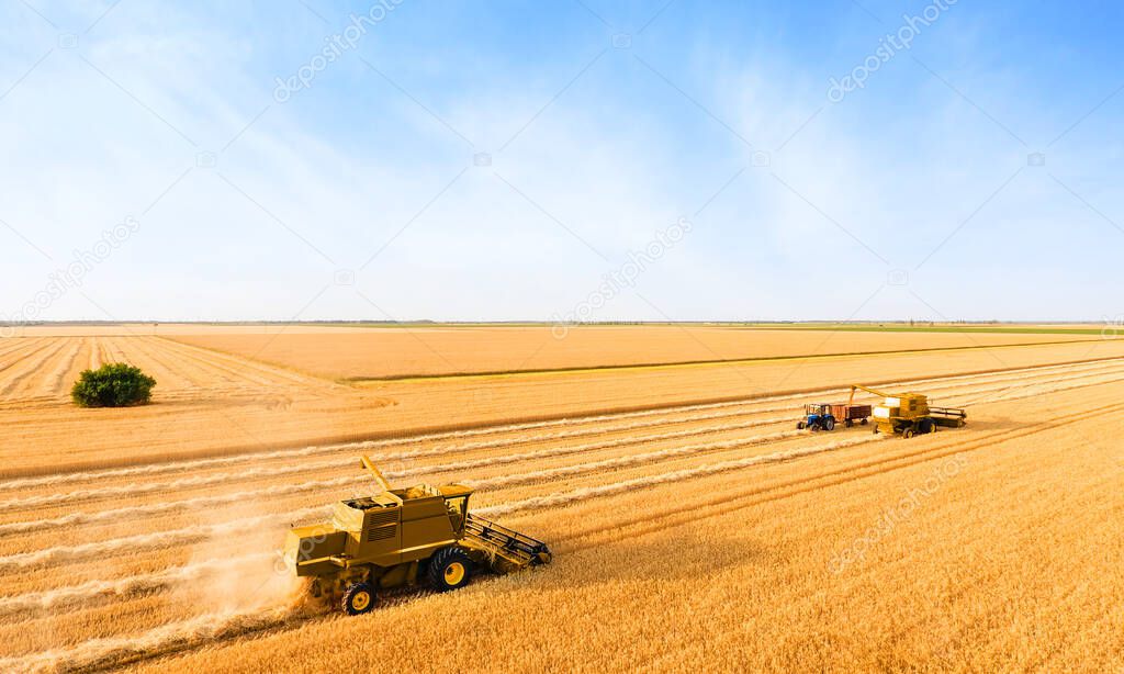 Combine harvesters in wheat field