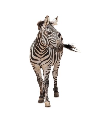 Afrika zebrası beyazda izole edilmiş
