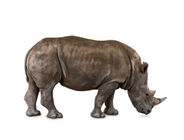 Beyaz tenli şirin gergedan.