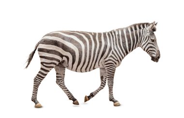 Afrika zebrası beyazda izole edilmiş