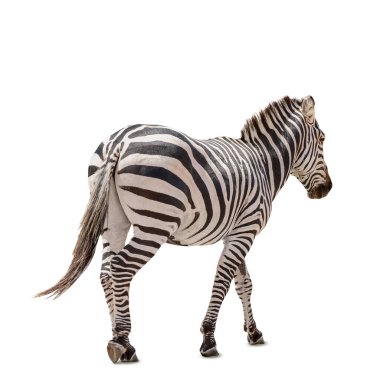 Güzel zebra beyazda izole edilmiş