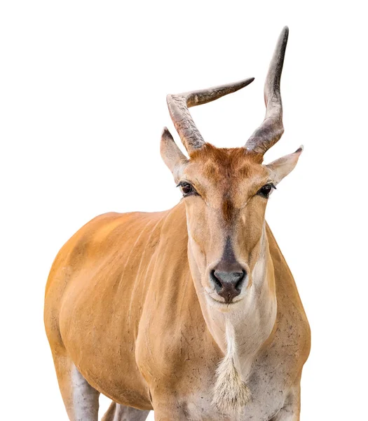 Niedliches Elend Taurotragus Oryx Isoliert Auf Weiß — Stockfoto