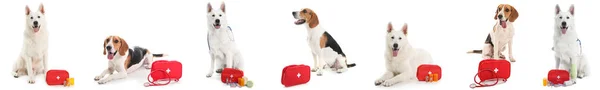 白に隔離された応急処置キットを持つ犬のセット — ストック写真