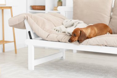 Tatlı dachshund köpeği oturma odasında kanepede yatıyor.