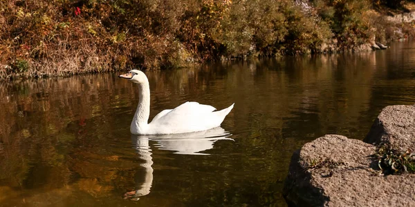 Bellissimo Cigno Stagno Giorno Autunno — Foto Stock