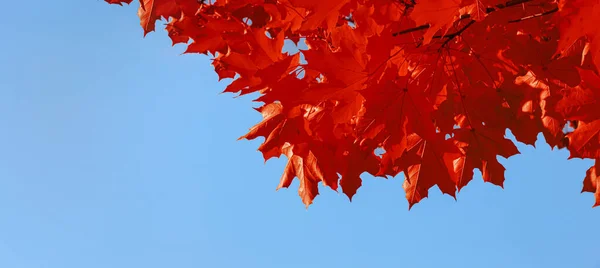 Beautiful Maple Tree Blue Sky Banner Design — Stock Photo, Image