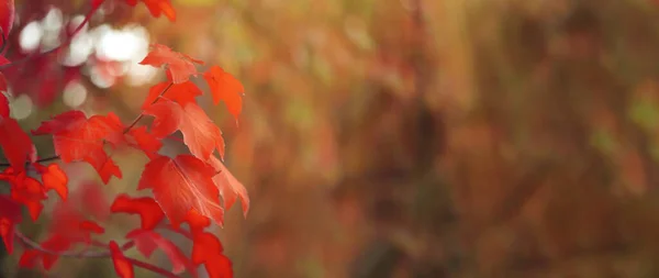 Красивый Клен Осеннем Парке Крупный План Баннер Дизайна — стоковое фото