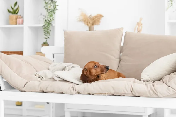 Cute Dachshund Dog Lying Couch Living Room — Stock Photo, Image