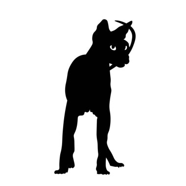 Beyaz arka planda komik Sphynx kedisinin silueti